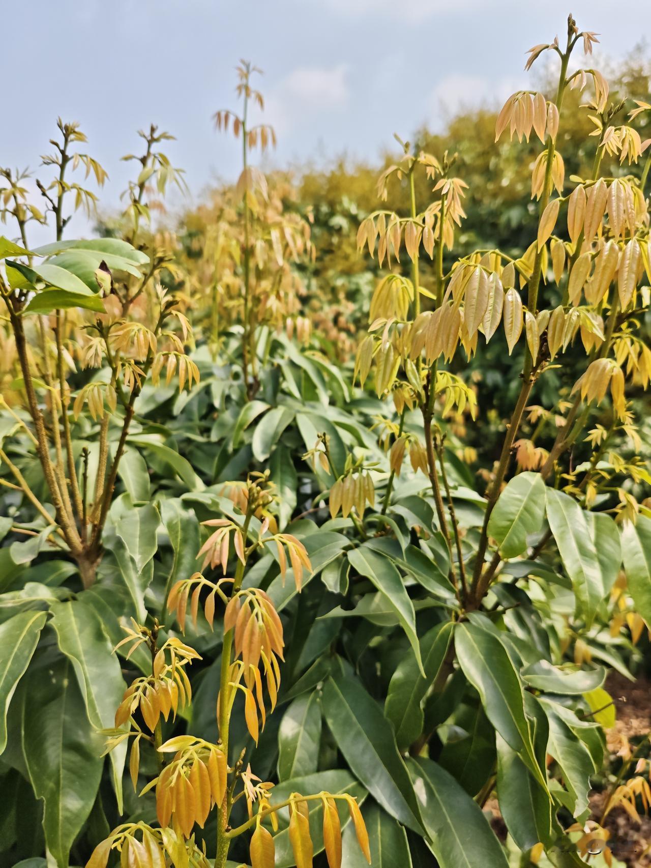 荔枝红叶现花，关键护理抢收希望当下荔枝进入红叶生花关键阶段，若因枝条变红就放