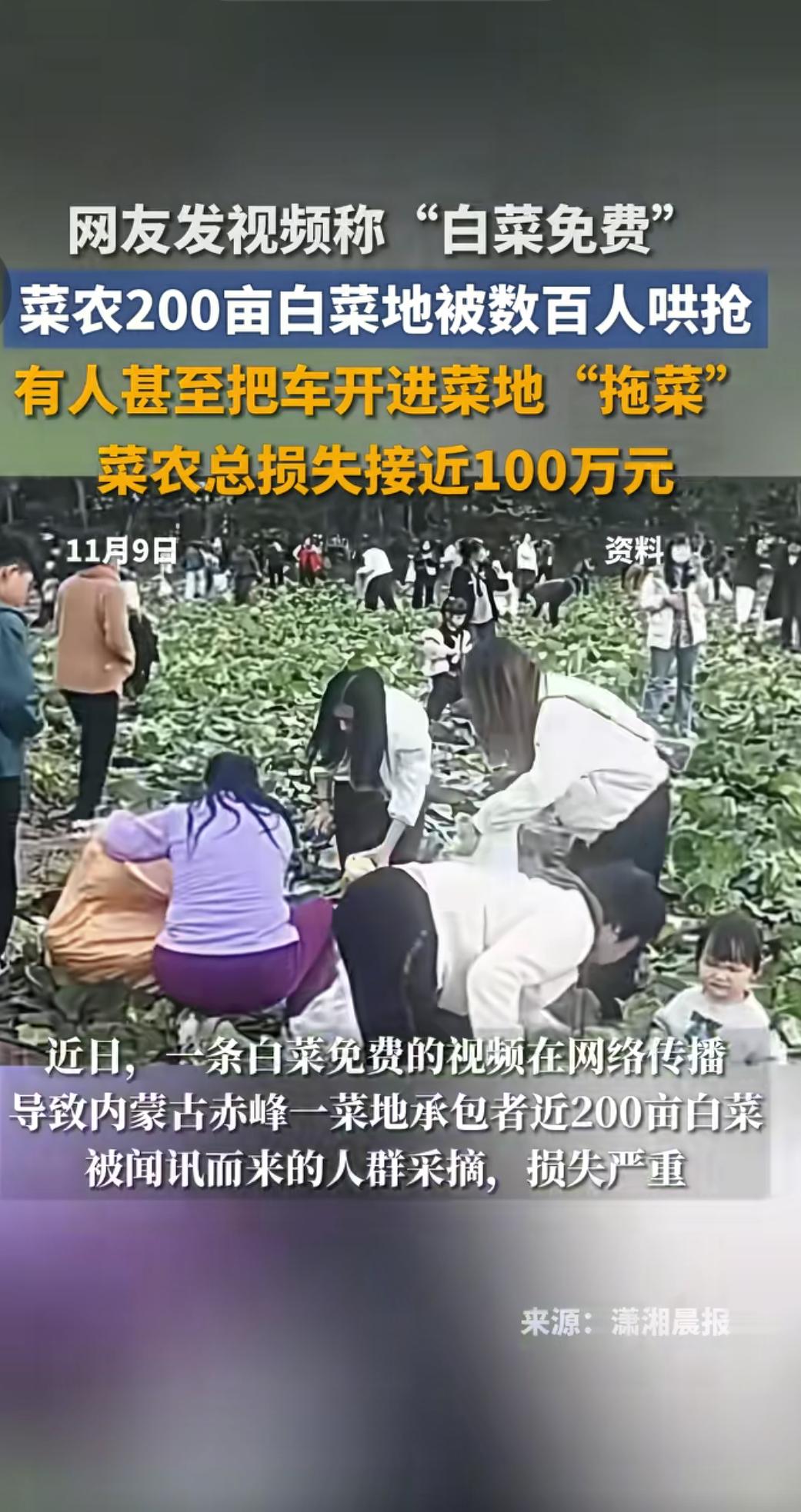 过分了，发布“白菜免费”视频，引得众人哄抢，菜农的损失谁来担！11月6日，内蒙