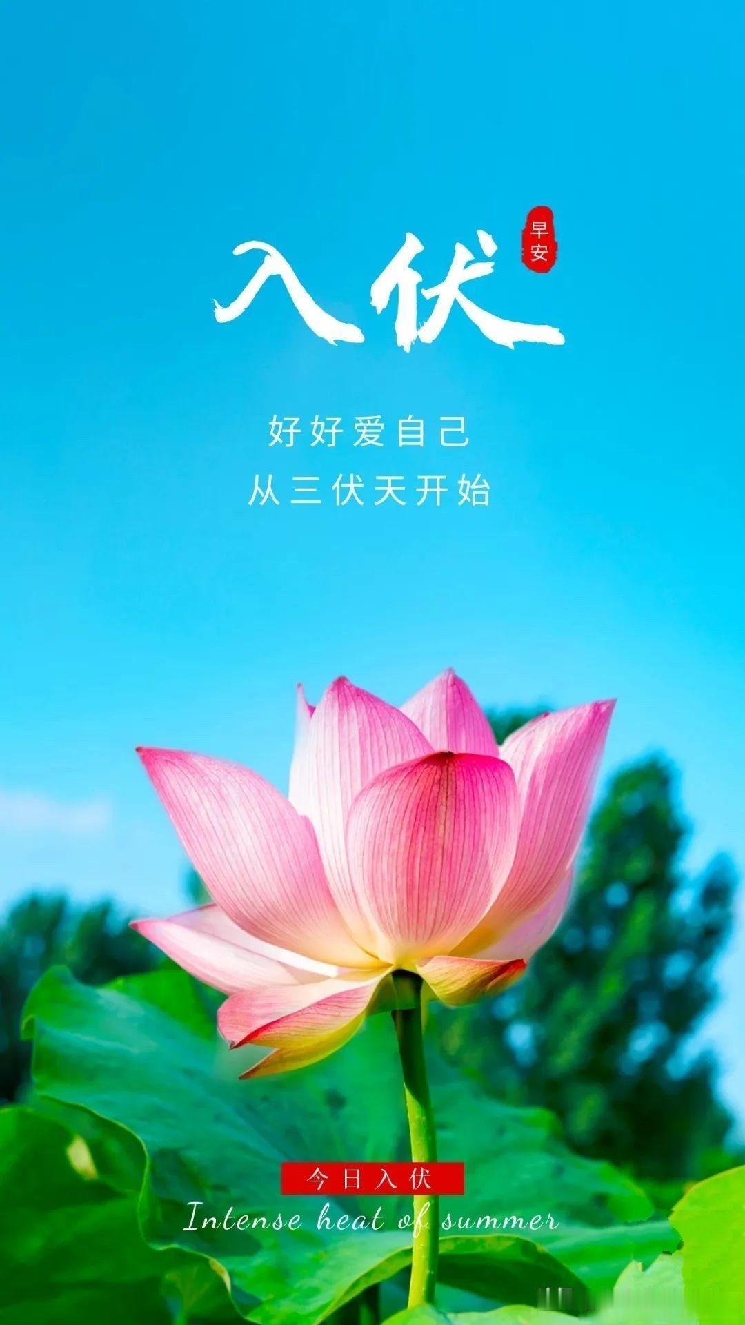 通知大家今天入伏了，别忘了吃饺子🥟！今天是三伏的第一天，除了吃饺子，也是养