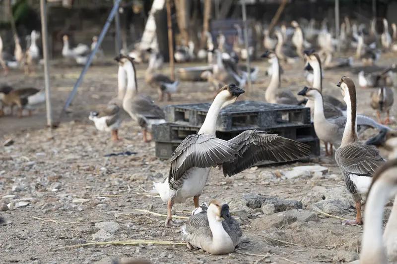 2026年2月5日，山东烟台一女孩喂大鹅的事儿火了！女孩端着玉米粒喂鹅，开始还挺