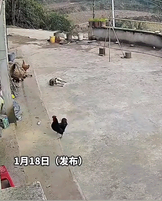 现实版老鹰捉小鸡。重庆，一村民家中，狗子躺在地上睡觉，这母鸡带着小鸡在院子溜达，