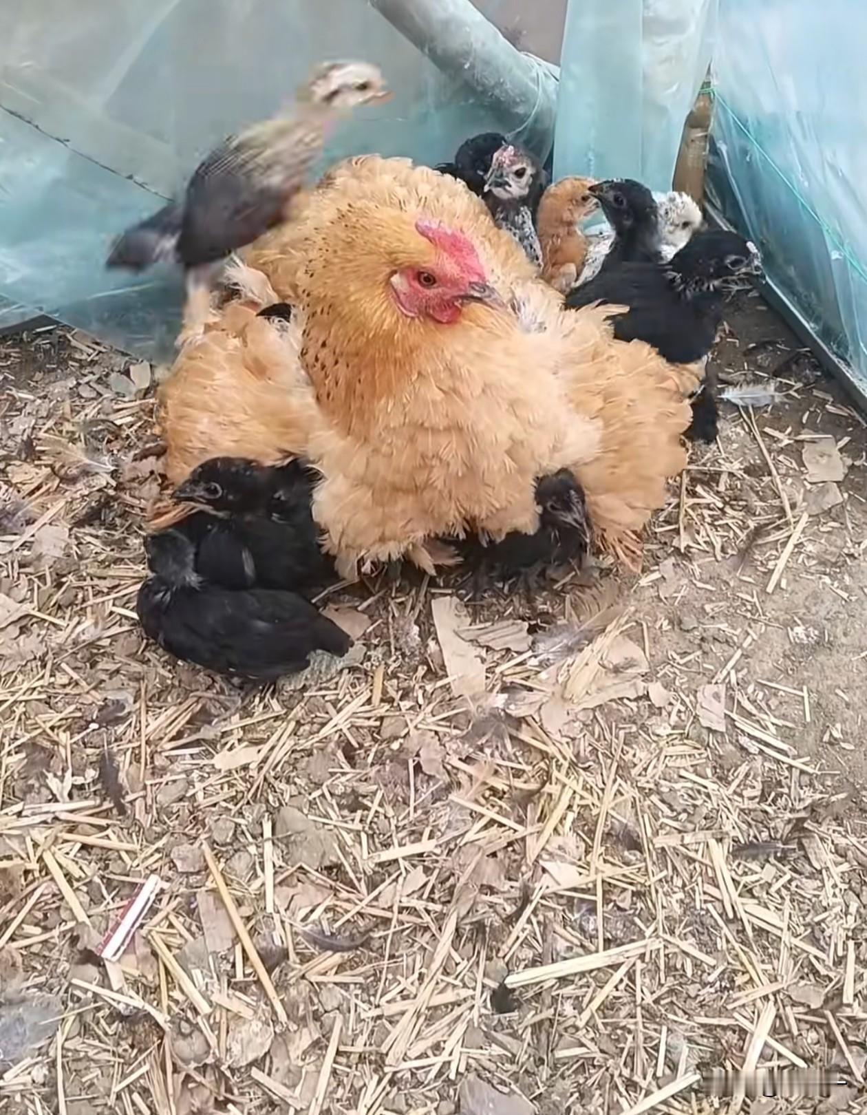 你发现没有，农村农户散养土鸡的时候，大多不愿意用自家养的母鸡孵抱小鸡，而是直接到