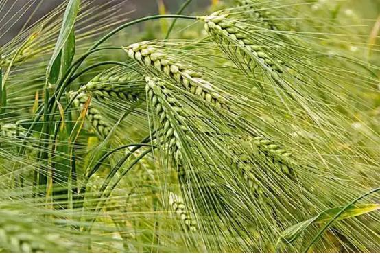 青稞是裸口感最差的粮食，没有之一，上世纪70年代，西藏地区曾尝试推广小麦种植，很