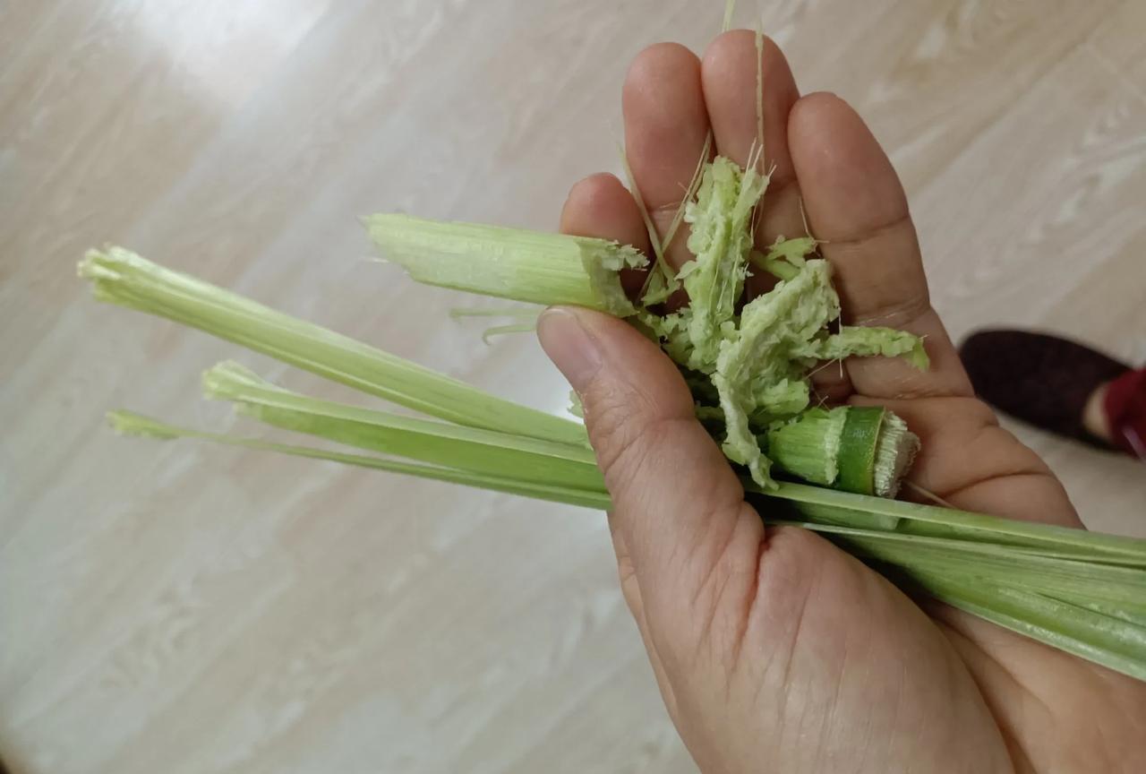 孩子昨天拿回了一根甜杆，说是同学给的，我说你拿回来也没人吃啊！来黑龙江生活10年