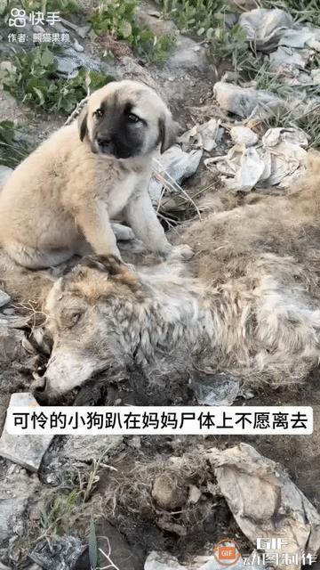 一只小狗没了妈妈，狗妈妈已经离世几天了，小狗仍然每天趴在妈妈身上不愿离开，你瞧它