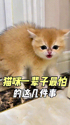 哎呀妈呀老铁们，猫咪一辈子最怕这八件事，养猫的可得记牢喽！小猫看着高冷独立，其