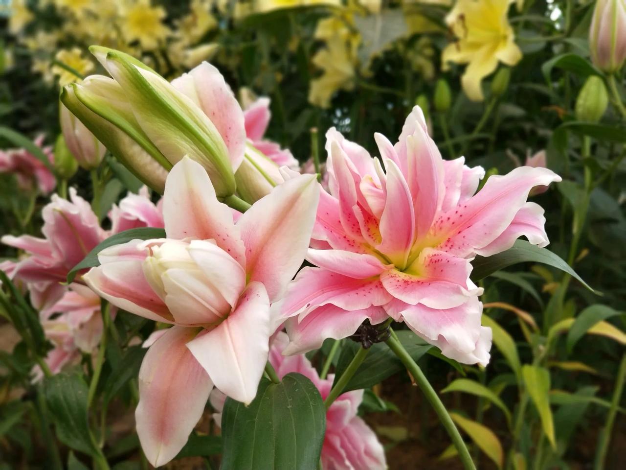 今天我和老公去机场接爸爸回家。我爸在上海做手术，前前后后折腾了两次。第二次