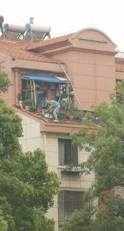 大爷，这花是非养不可吗