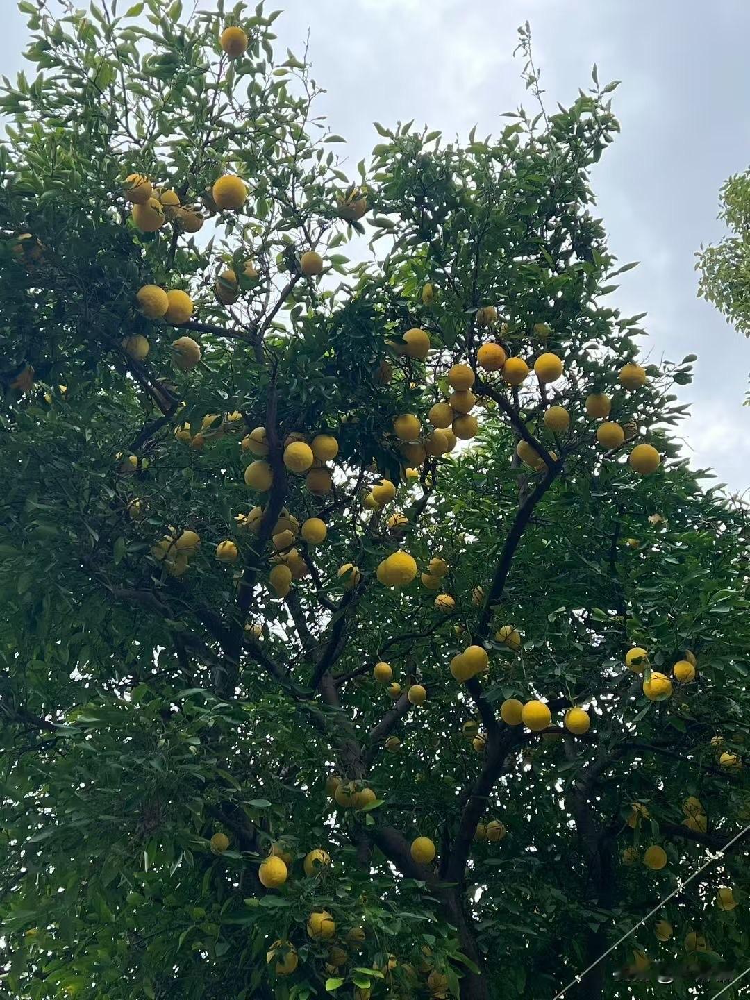 人到五十，才慢慢明白：儿子找什么样的媳妇，做父母的，真不能插手太多。他选的人