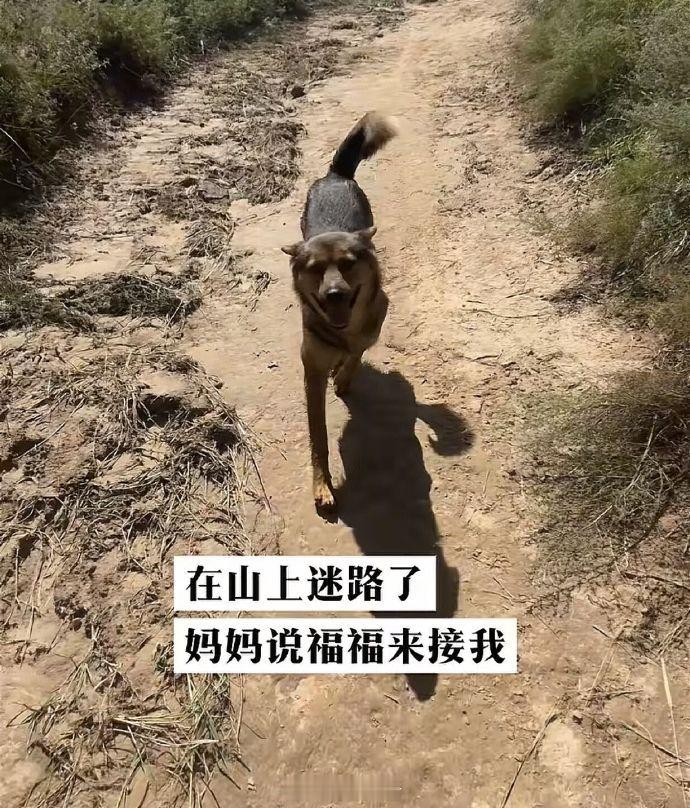 福福:要不是当年家里人偏心，读书的就是我了🤣👌​​​