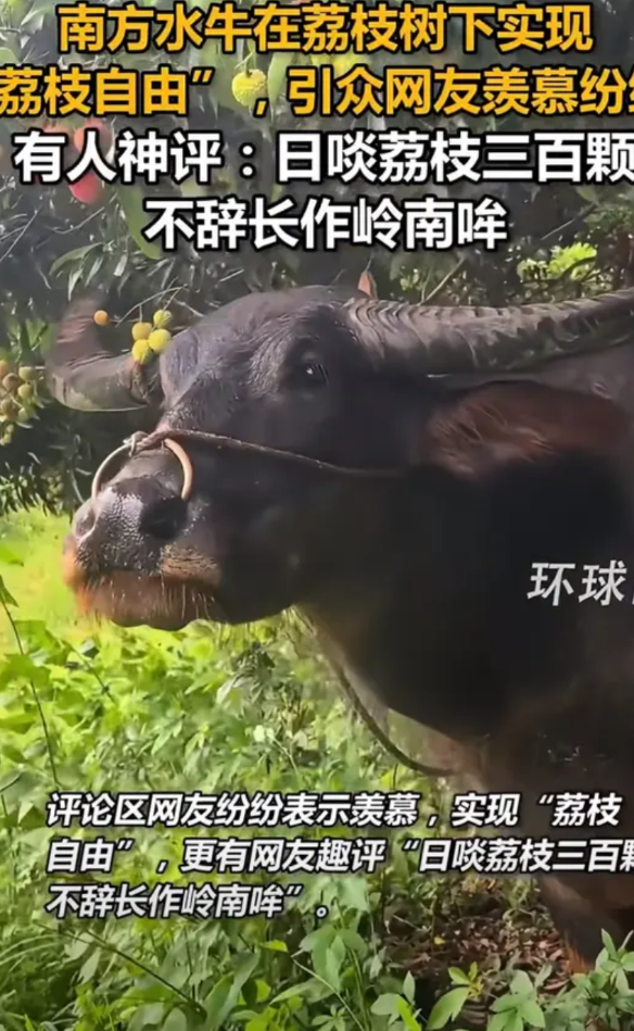 牛都实现荔枝自由了？南方水牛狂炫荔枝，给我看傻了！最近，环球网发了段视频火了
