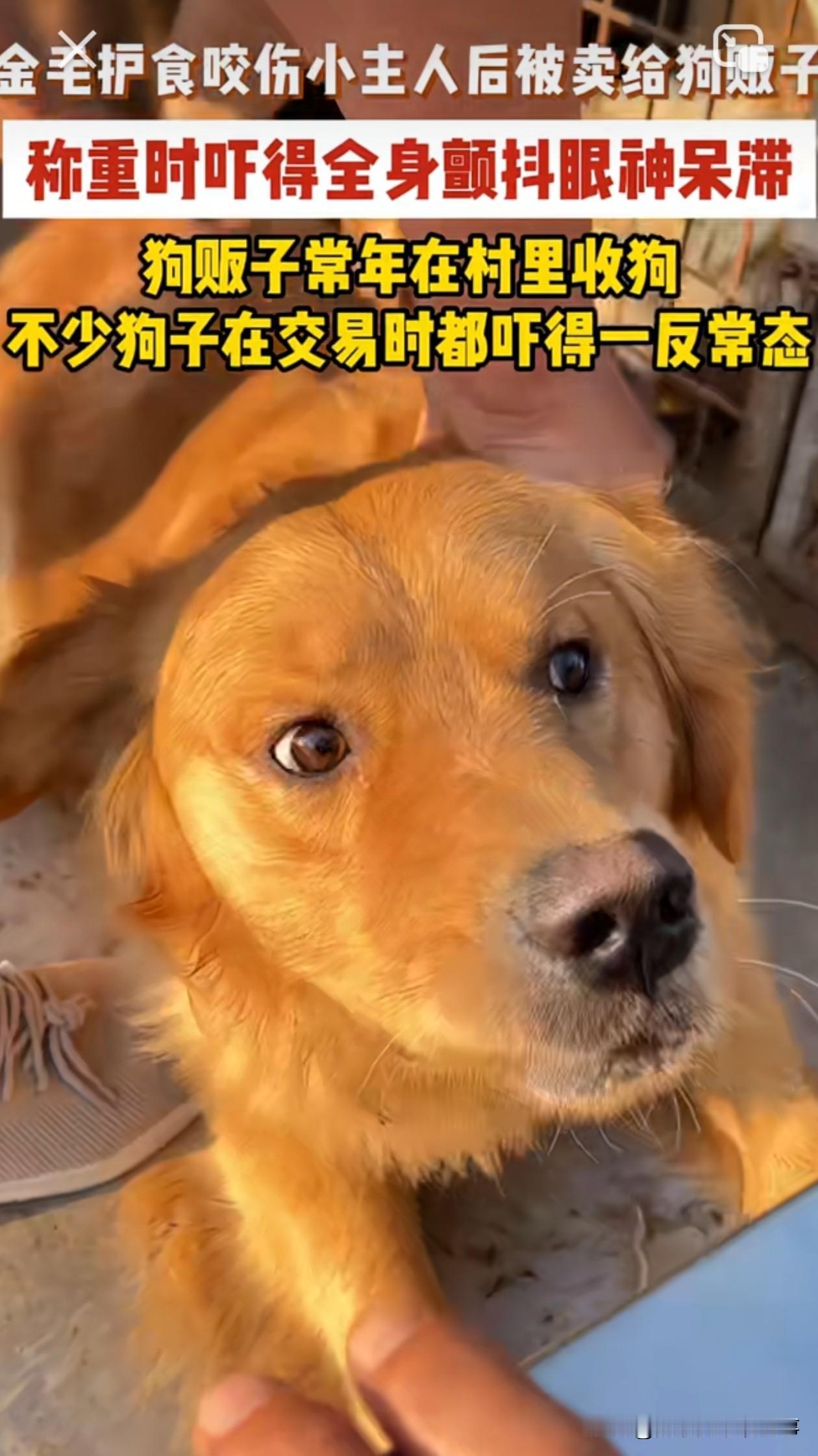 金毛咬人后知道错了，要不要给它一次机会？这只金毛因护食咬伤家中小孩，主人一怒，将
