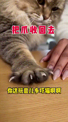 救命！网友家狸猫成精了，居然手把手教女主人收指甲！谁懂啊家人们！网友养了三