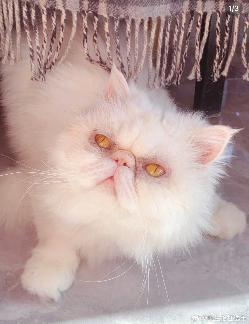 最丑的动物都在时代峰峻了四代练习生宠物画风太特别了，山羊、猫咪各有特色，快来pi