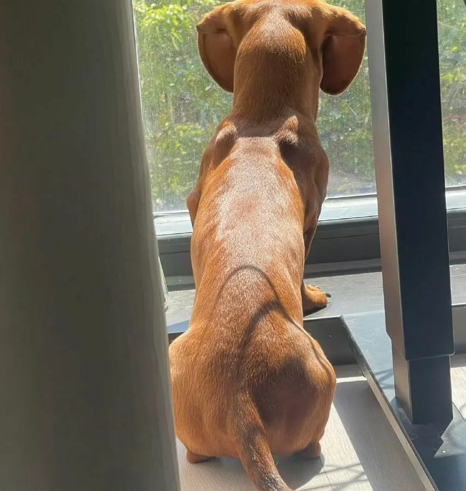 腊肠犬很有cos大象的潜力