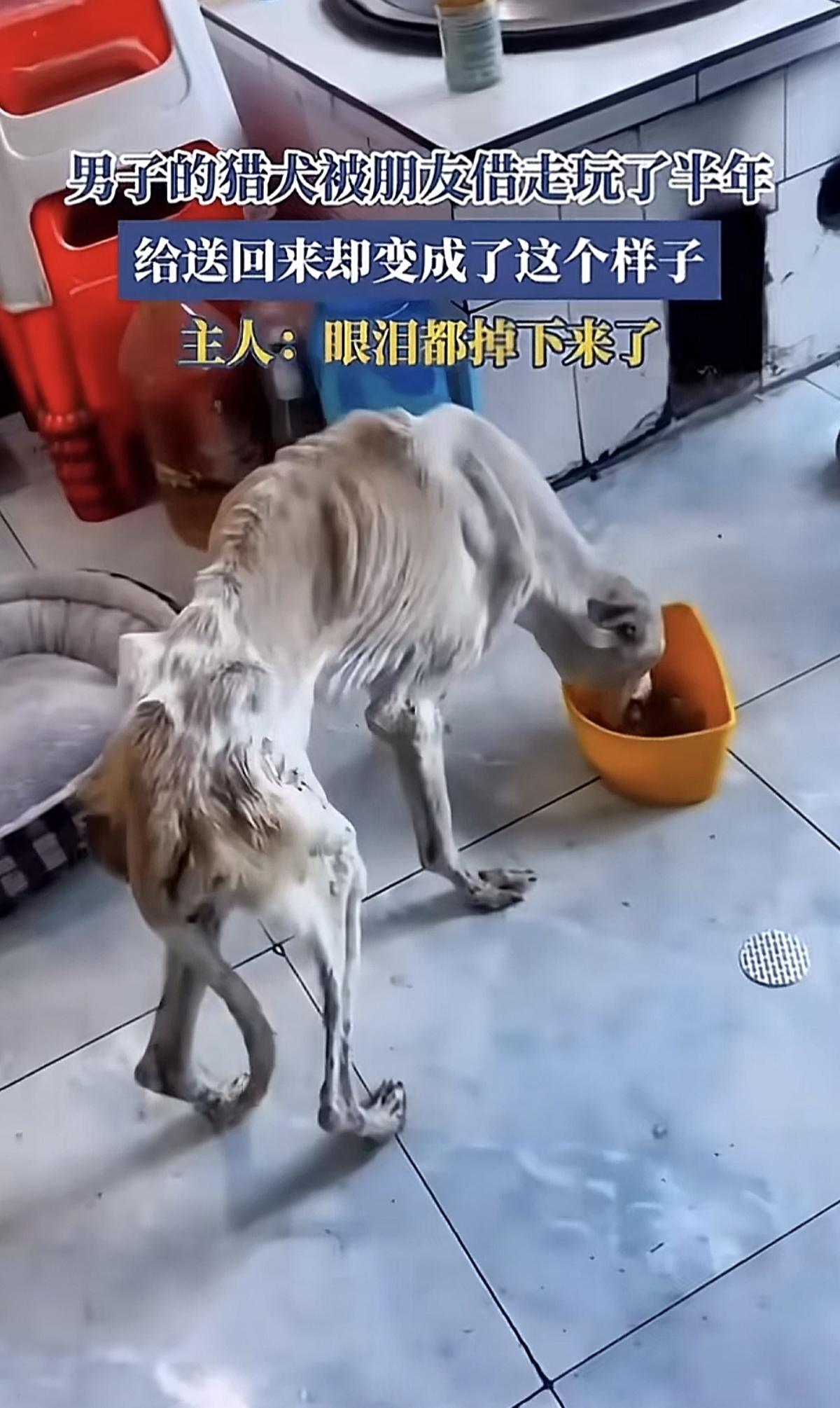太气愤了，借养半年猎犬瘦成骨架，主人当场断交朋友借养猎犬半年，归还时狗狗瘦