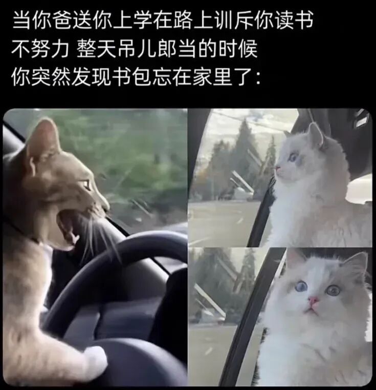 哈哈完蛋咯