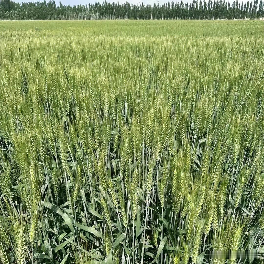 小麦扬花到成熟，牢记“三喜三怕”，丰产稳产有妙招小麦能不能夺丰收，扬