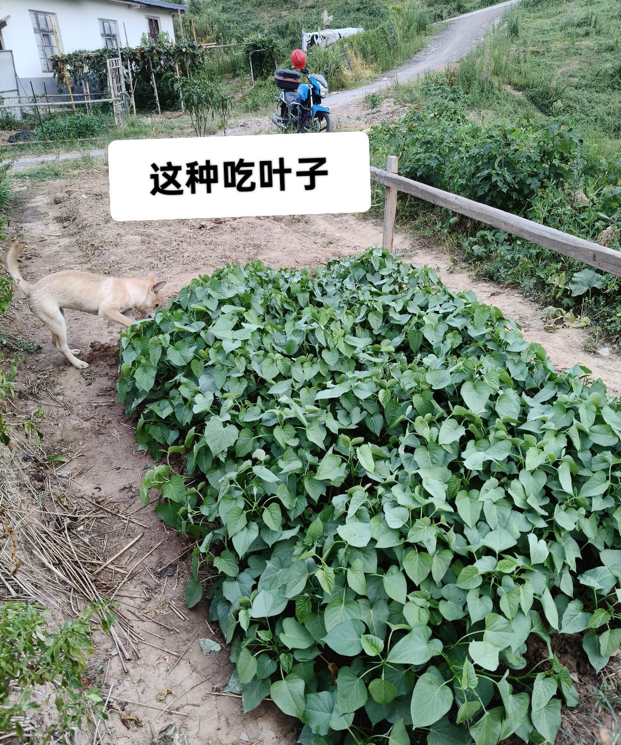两种红薯#万能生活指南#