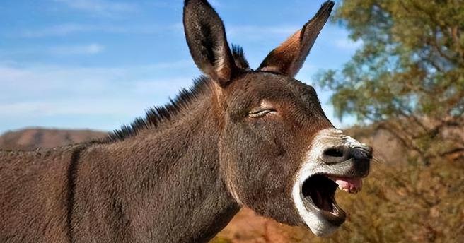 驴肉那么好吃，怎么养驴的还越来越少了。问的好，虽然我是卖猪肉呢，但驴肉也略懂一二