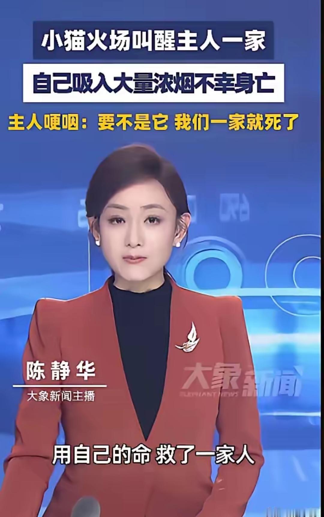 深圳一只小猫，半夜发现家里起火了，不是自己先跑，而是去扒拉主人的房门。爪子在门框