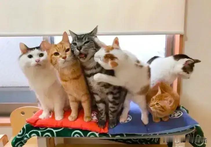六只猫猫拍照，一个操碎了心了的猫[捂脸哭][捂脸哭][捂脸哭]这样子也太可爱了