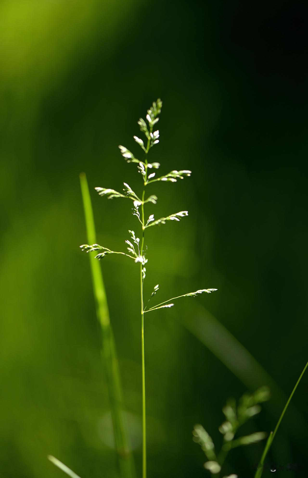 南湖公园四季掠影（十七）夏季景色：