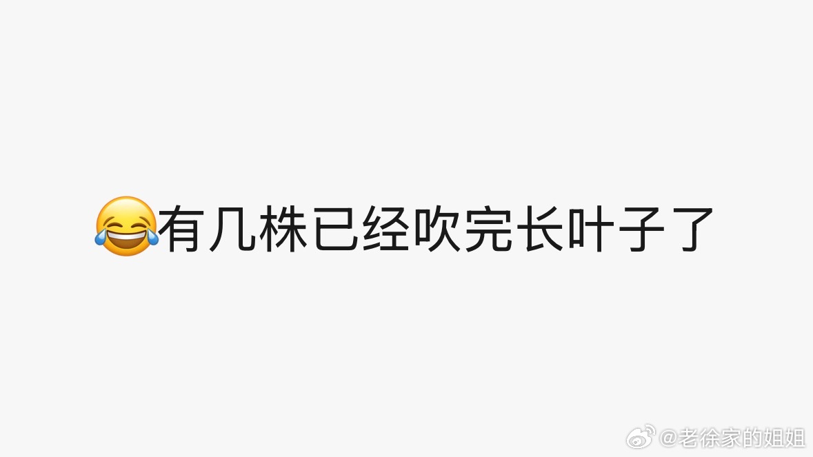 瞬间不想出门看樱吹雪了群友看了就是我看了算了