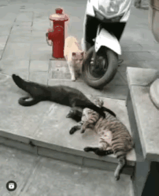 最淡定的原配，跑的最快的小三，最惊慌的老公，这场面笑不活了。两只猫咪正在缠绵，