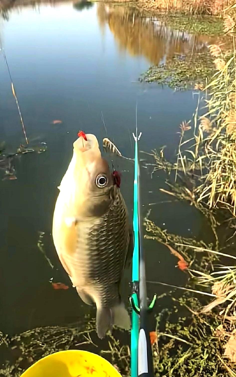 冬天来临想钓鱼，老钓友说线要细，竿要软，长度要适中。但很多人忽略了打窝这