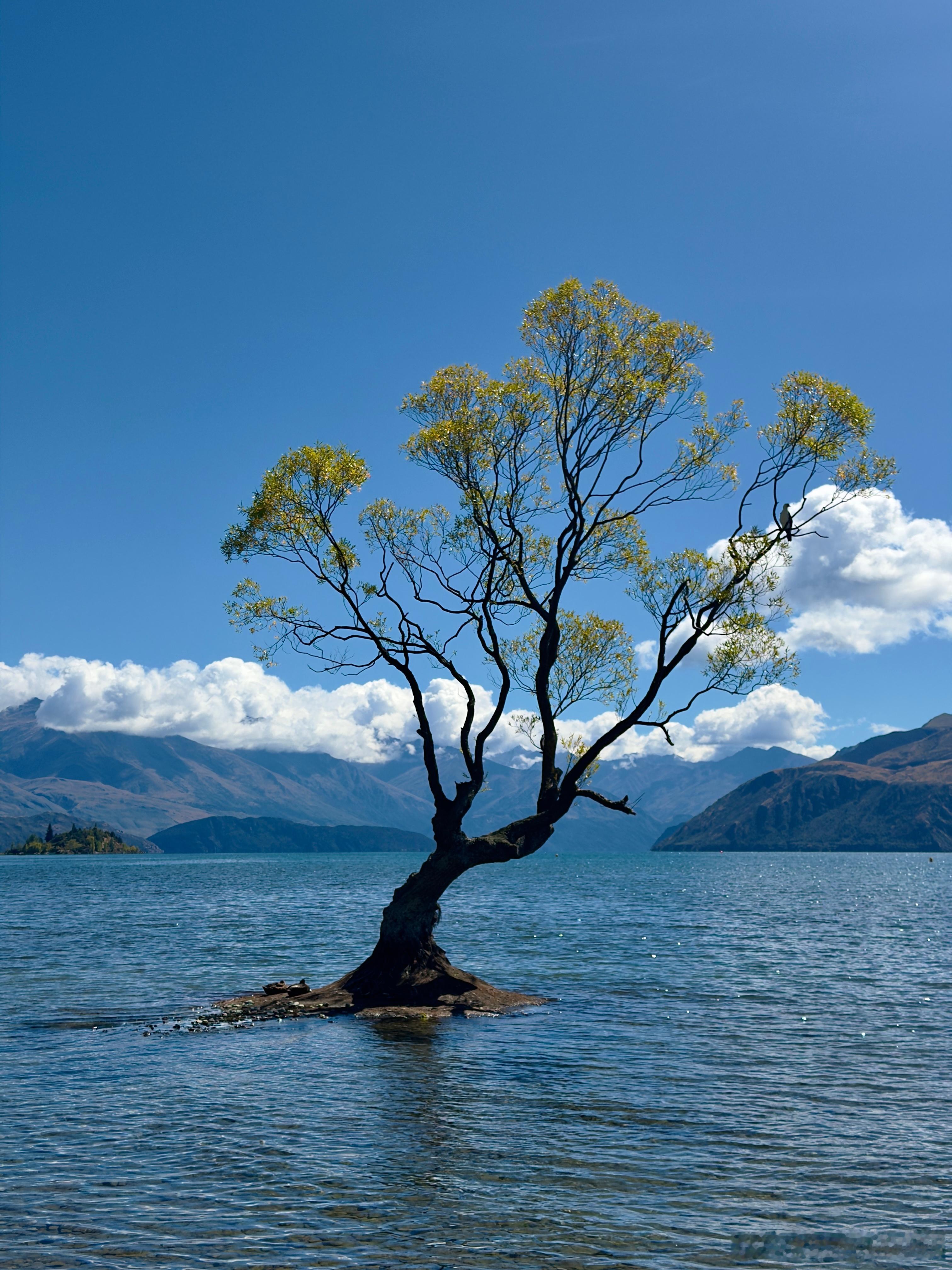 Sunkissedandfullyreset🌼🌻新西兰·皇后镇花园