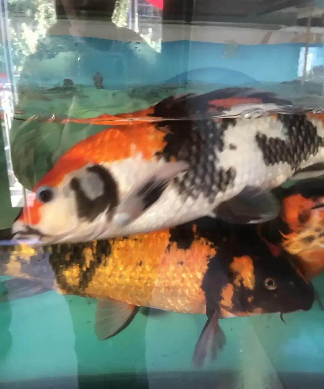 男的平均比女的早走五到七年，这数字我盯了十年。身边三个发小，俩已经支架，一个还