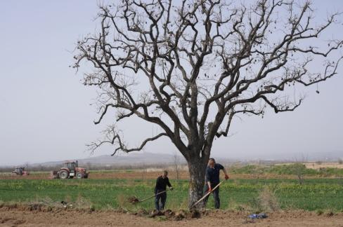 农村500元贱卖，别墅十几万抢购！一棵老柿树，戳中多少人的乡愁同样一棵老柿
