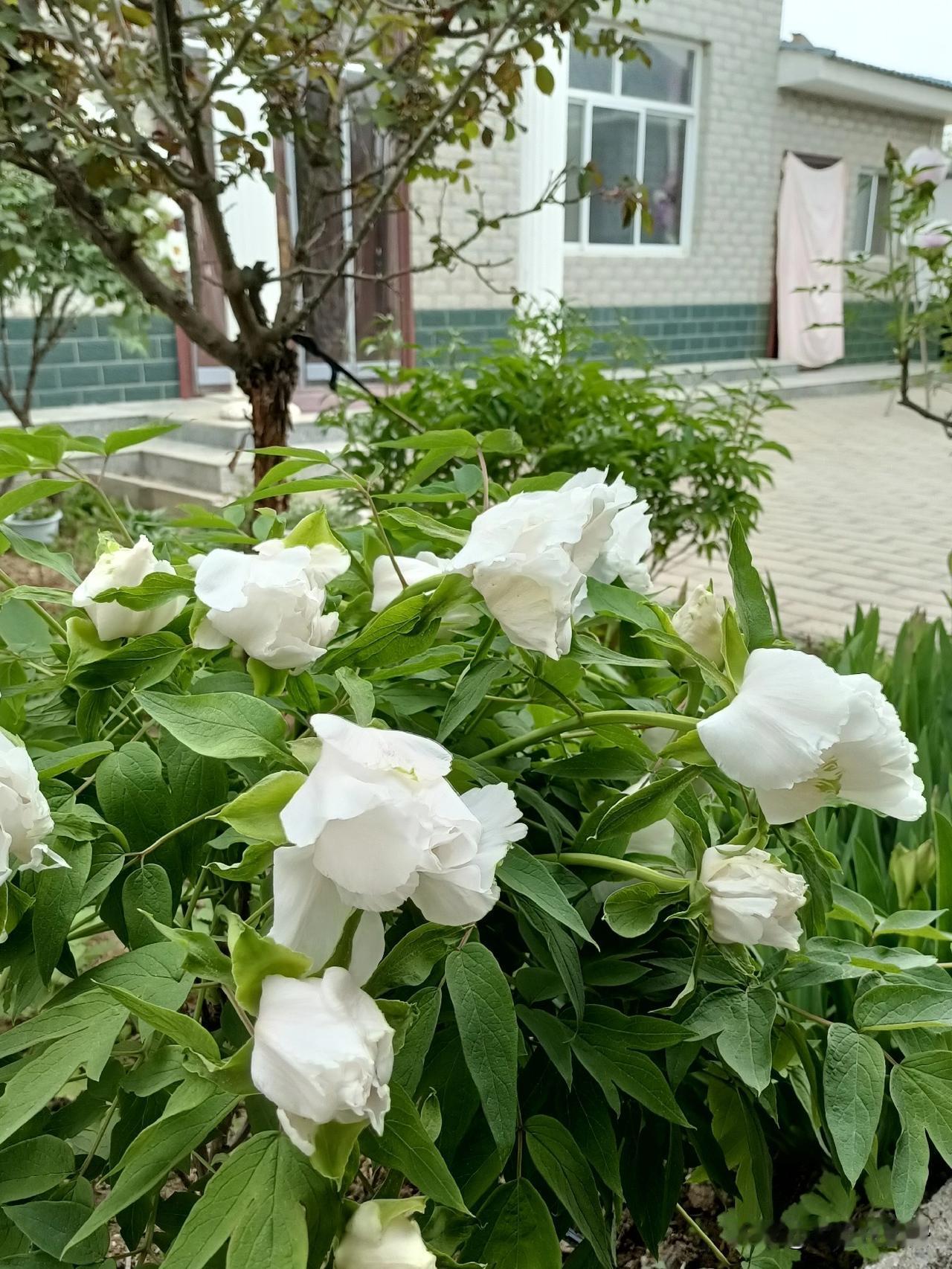 农村生活：栽花种菜，吃菜赏花。当过上几天农村生活，再进城，就懂得，人啊，与其仓惶
