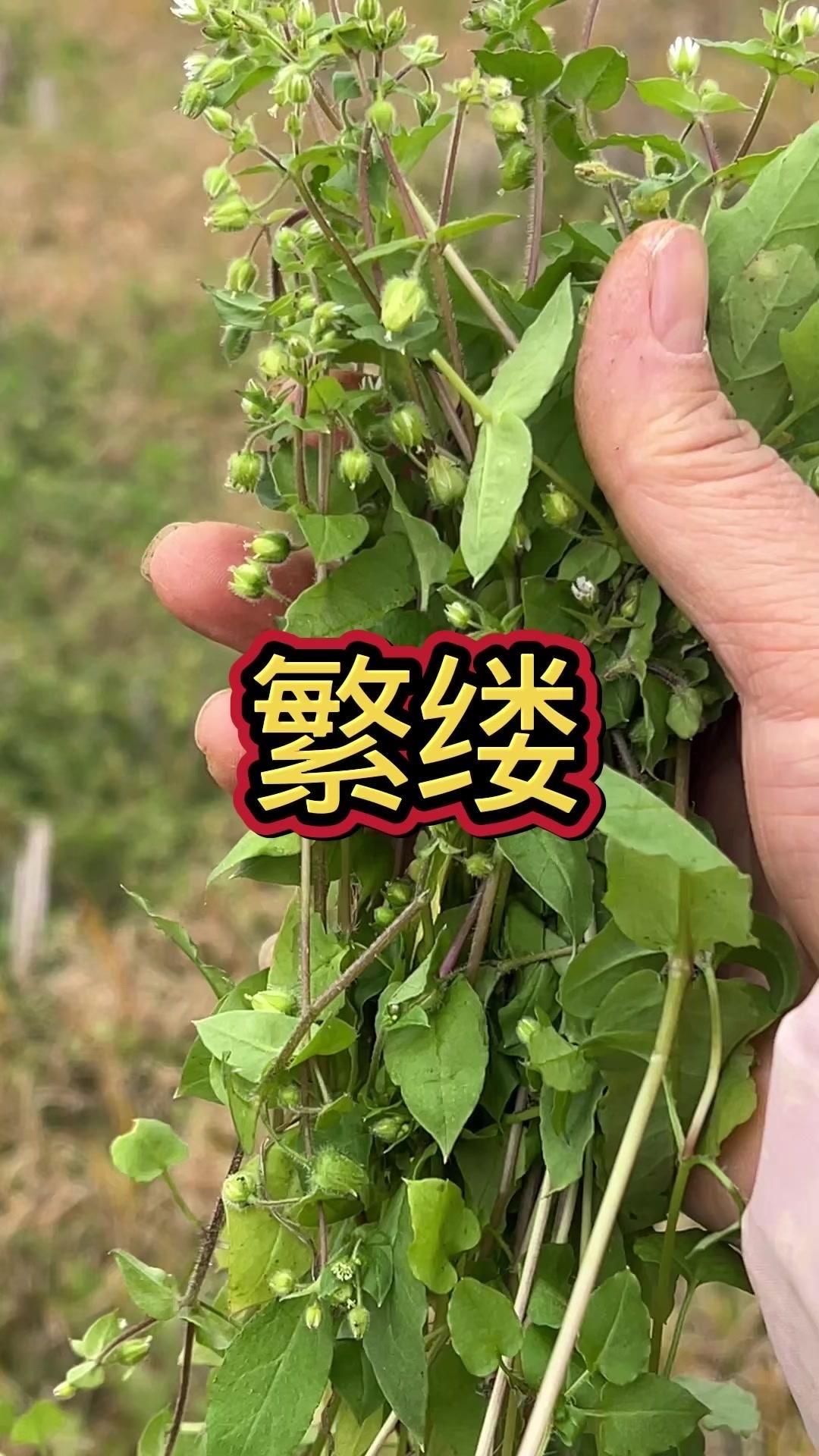这种植物叫鹅肠草，常生长在菜园子。很多人当杂草除掉，它其实药食两用，《本草纲目》