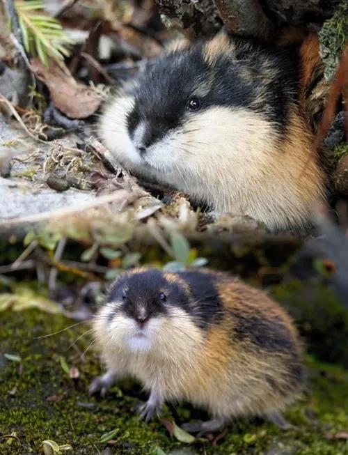 人们常问：如果所有穷人都突然停止生育，会发生什么？先来讲一种动物——北极旅鼠，它