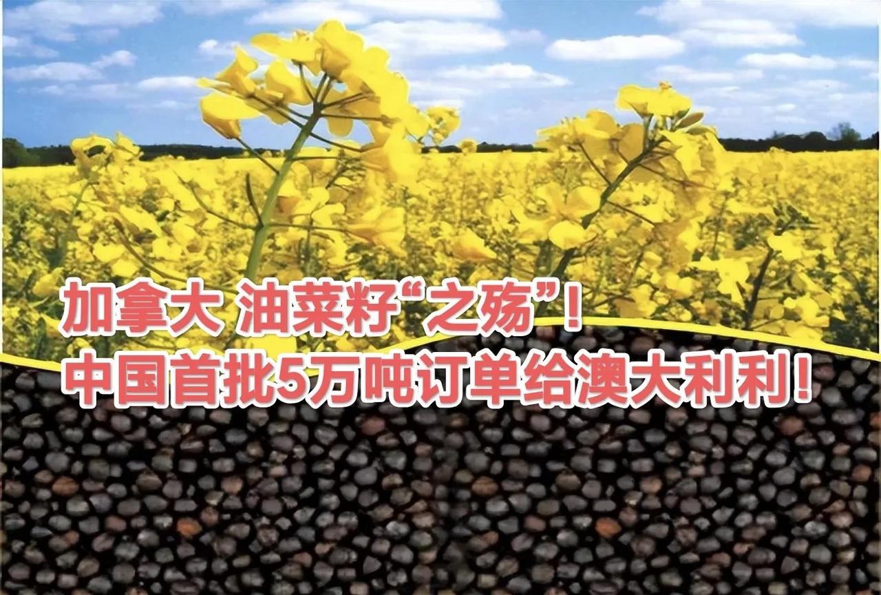 首批5万吨澳洲“油菜籽”订单已下，这是中国2020年以来首次向澳大利亚下油菜籽订