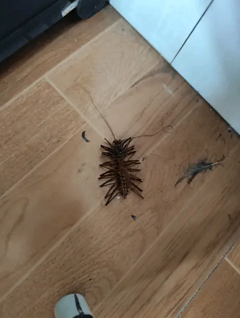 这个是什么东西，脚好像有点多有点恐怖