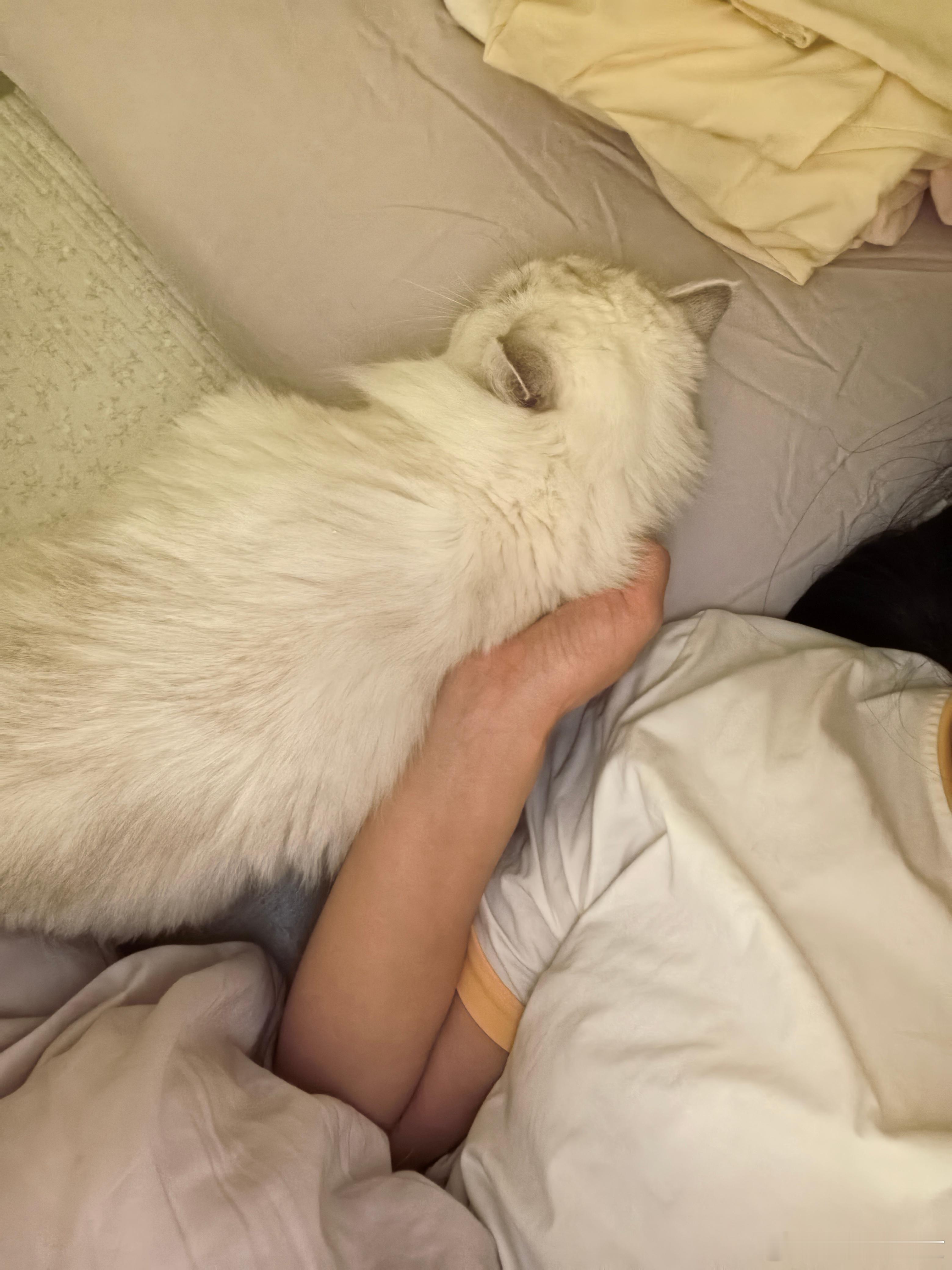 高冷猫咪也和我贴贴啦！​​​