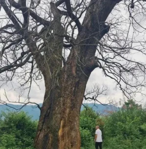 “纯属巧合？”树刚死，买树的人就来了。这也太巧了。江西赣州几个村里，出了
