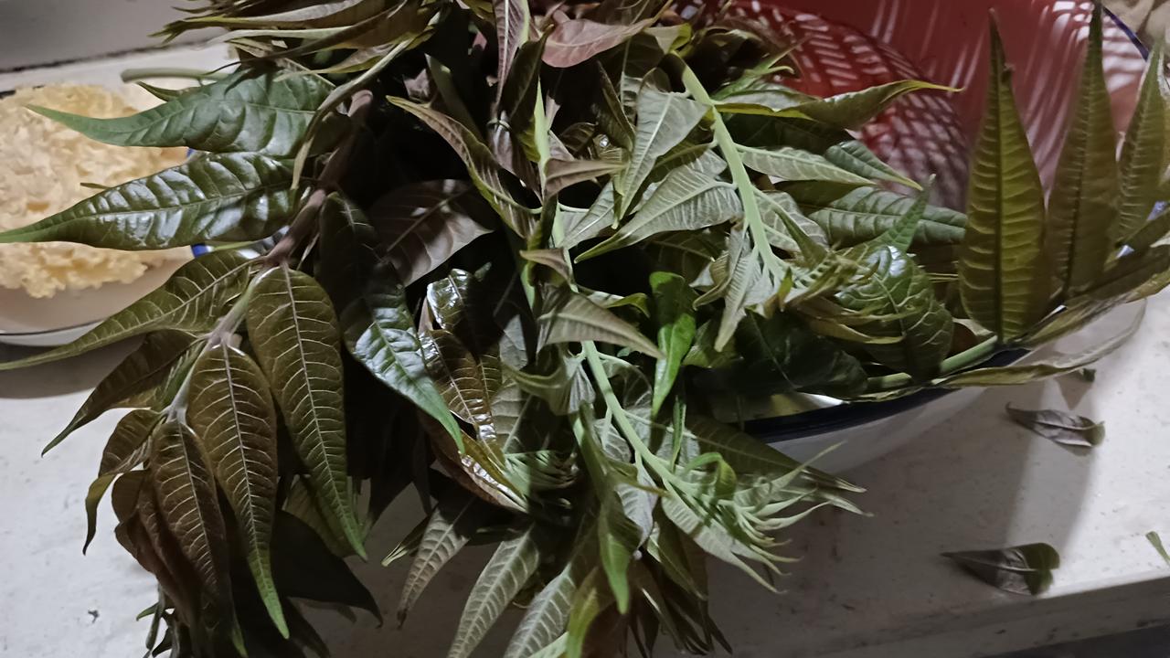 今天，我回娘家，看我妈，等我回家一看，傻眼了，院墙边的五六棵香椿树连头带枝被人拔