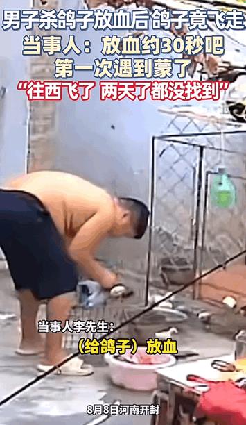 万物皆有灵性！河南开封，男子杀鸽子放血三四十秒后，鸽子竟然自己又飞走了。直接往西