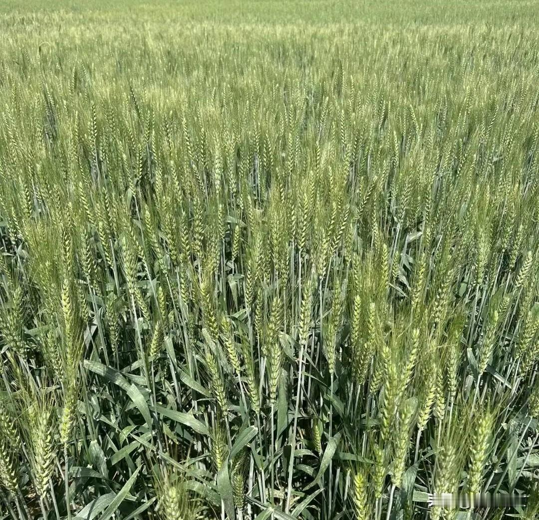 立夏一过，小麦这事别偷懒！做好了收成稳老乡们注意！立夏后小麦