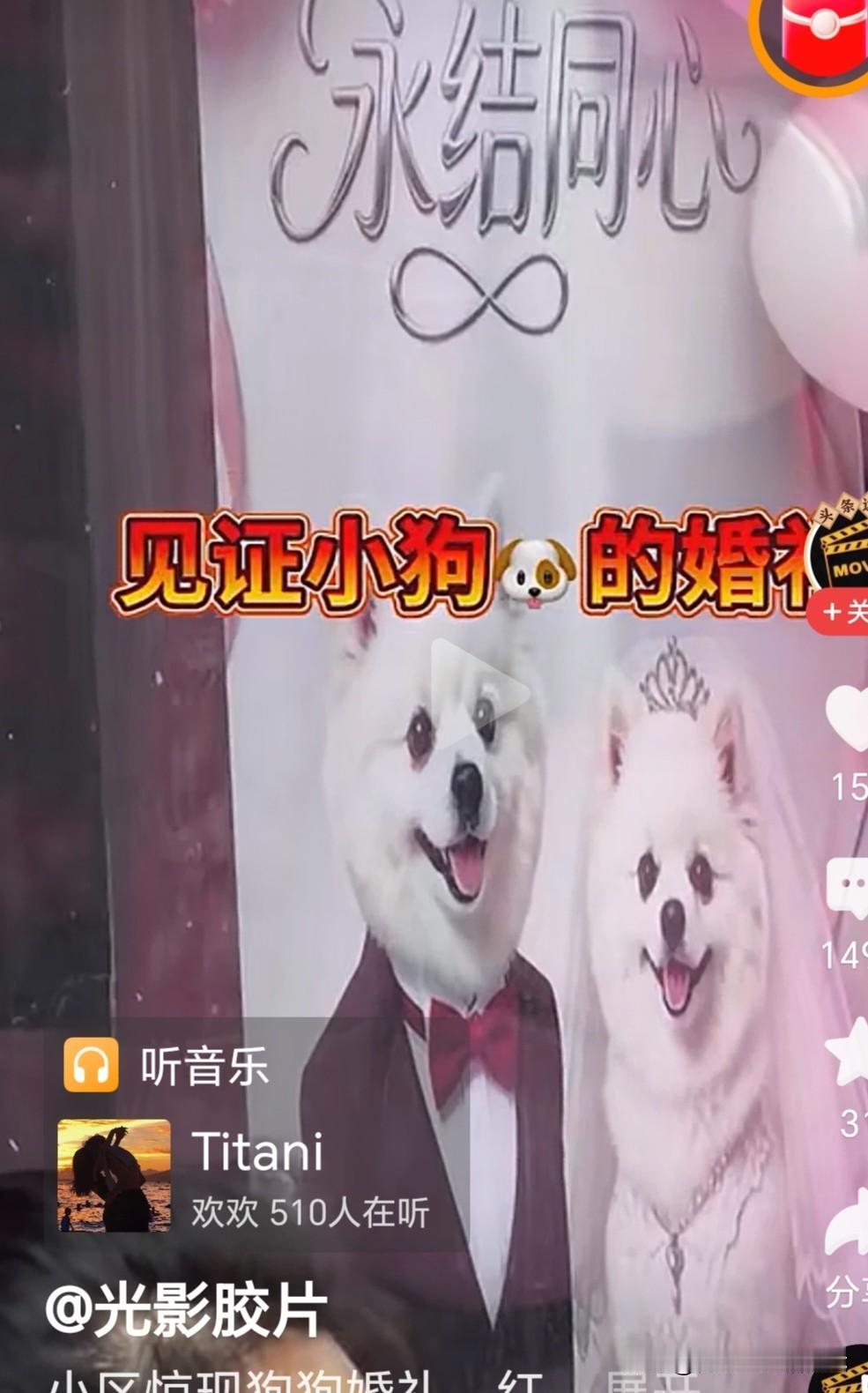 天下之大无奇不有，有人居然给狗狗举办婚礼，头一次听说。昨天刷短视频，居然刷到