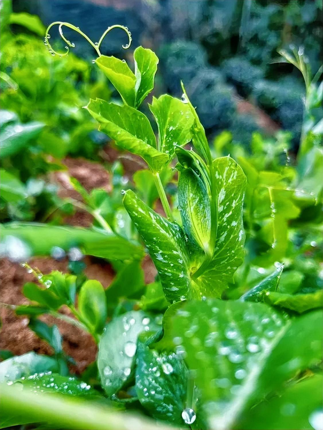 你知道吗？有一种回春术是老男人找年轻女人，老女人找年轻男人！你有没有发现