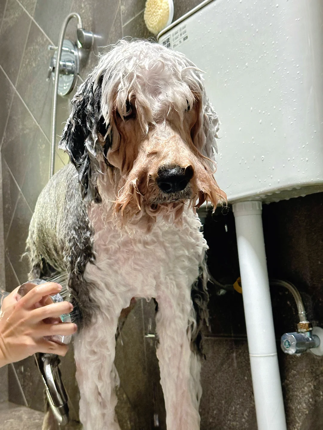 在家给70斤古牧洗澡剪毛，老母亲状态belike