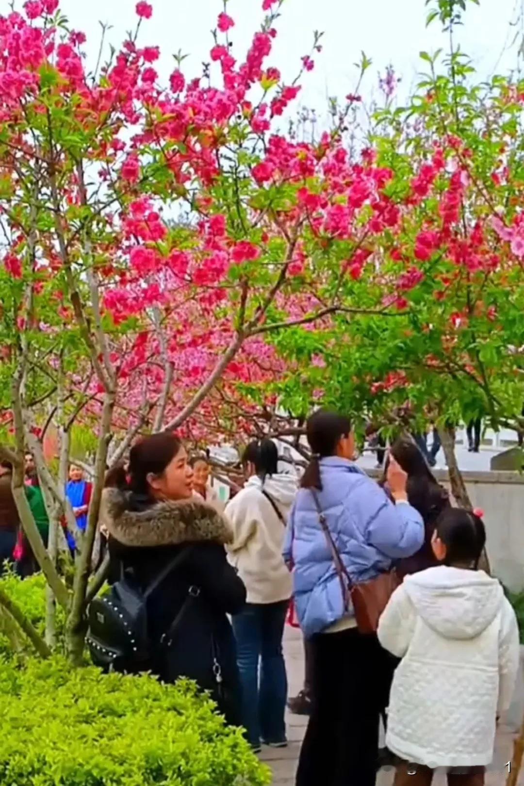 春意盎然，桃花盛开。花开满枝香，春风拂面来。桃枝春笺，落墨成诗当第一缕