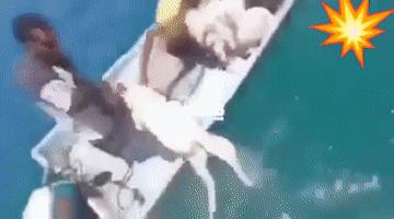 拖鞋军也门海域捞到大批绵羊，是对他们的奖赏吗？[呲牙笑]大户的一艘从土澳运回绵羊的