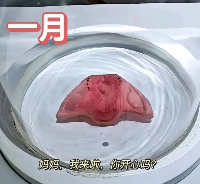 怀胎十月,胎宝是如何悄悄长大的?一组3D图告诉你生命的奥秘
