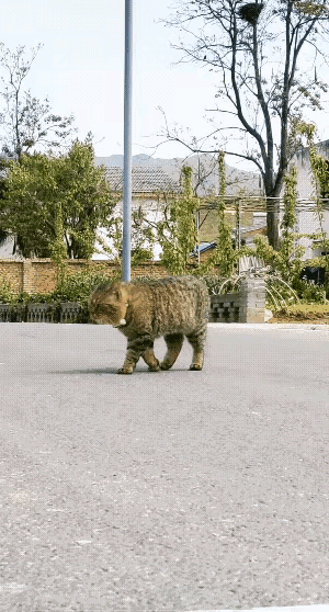 我家的狸花猫，凶猛霸道，和小区的猫猫狗狗一言不合就开打，全都被它揍了一个遍，关键